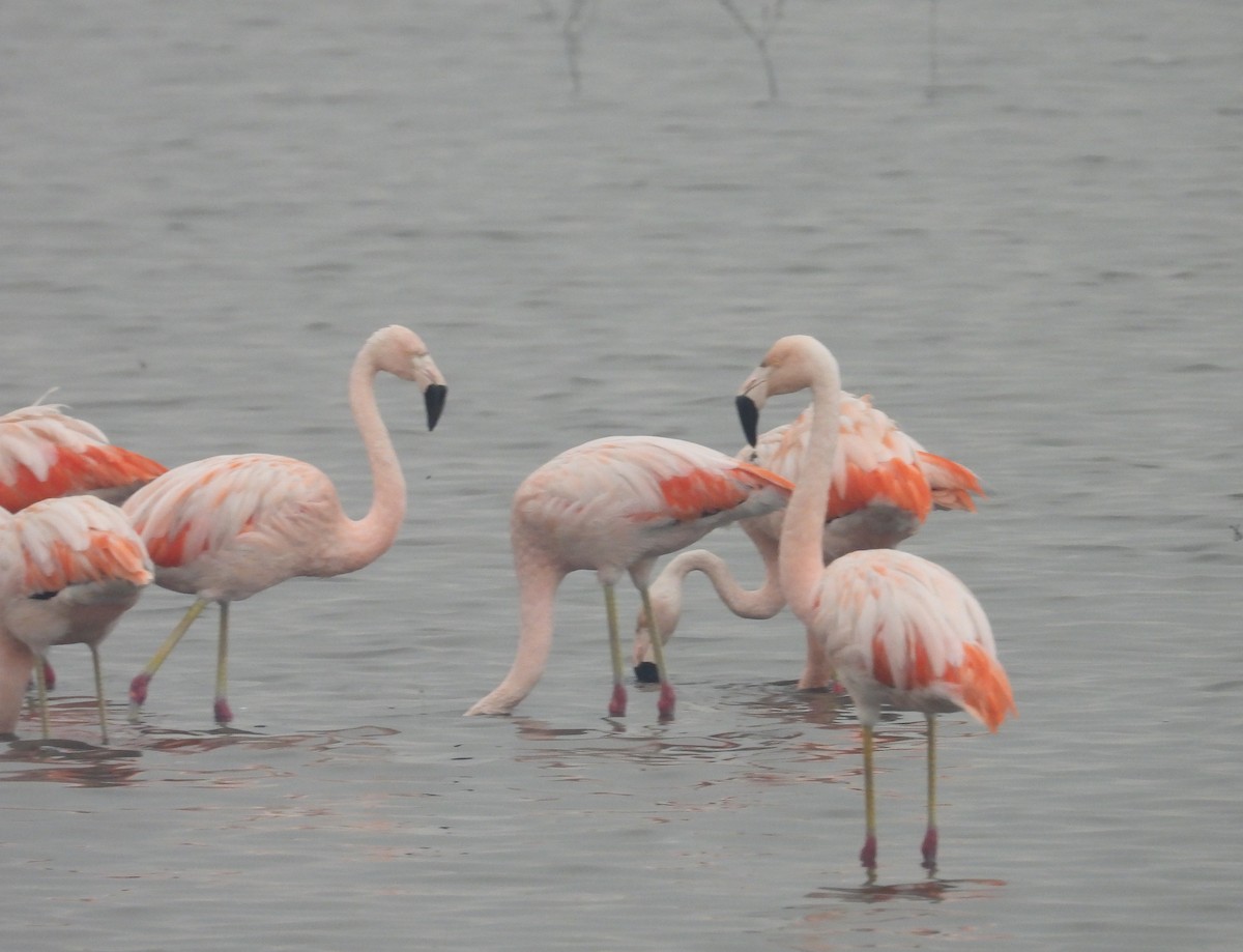 Chilean Flamingo - ML620629308