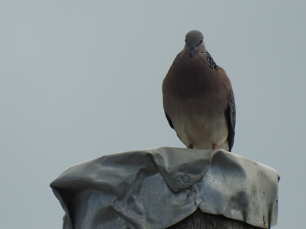 Spotted Dove - ML620629309