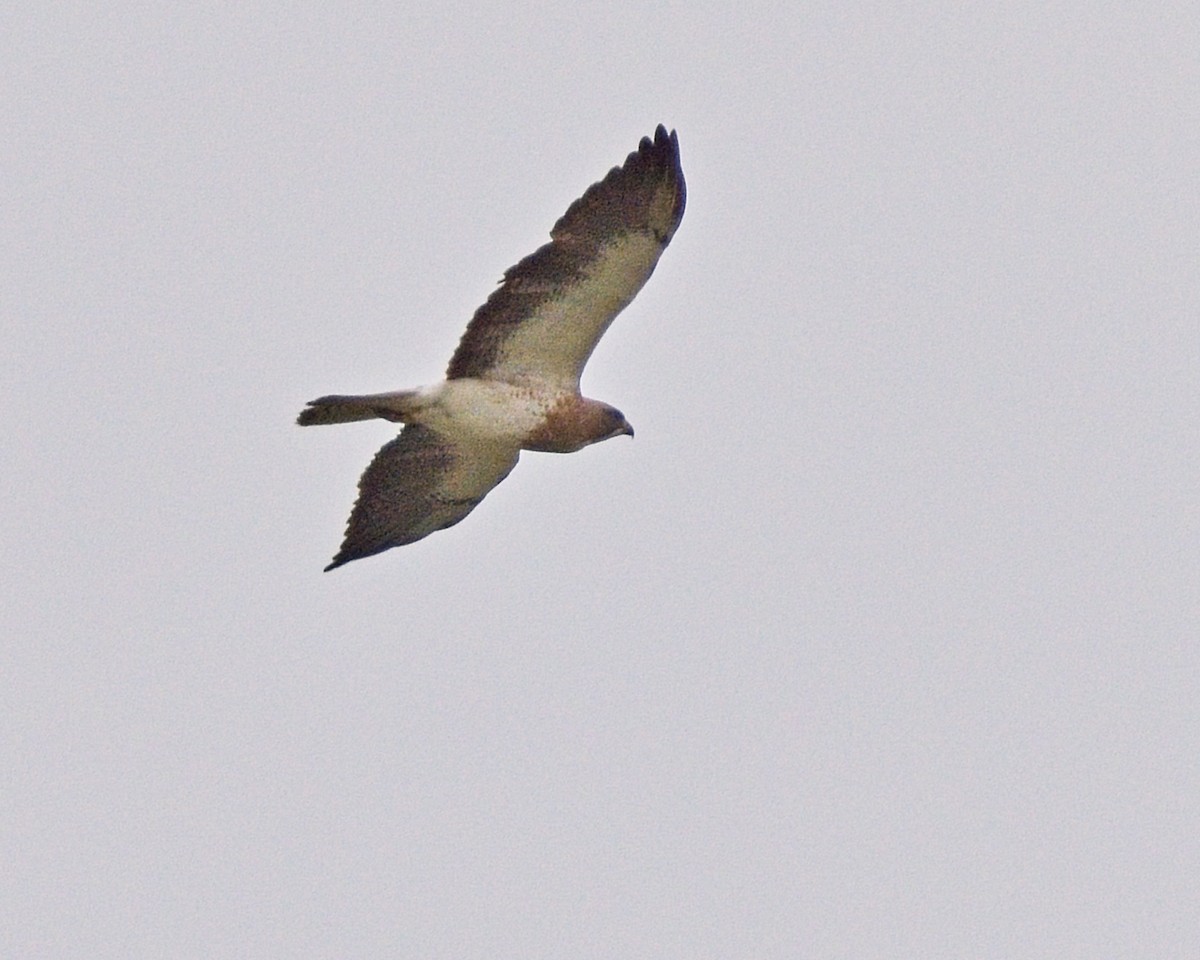 Swainson's Hawk - ML620629310