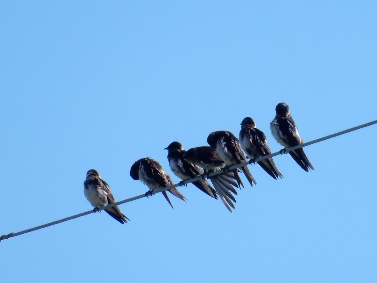 Bank Swallow - Luc Blanchette