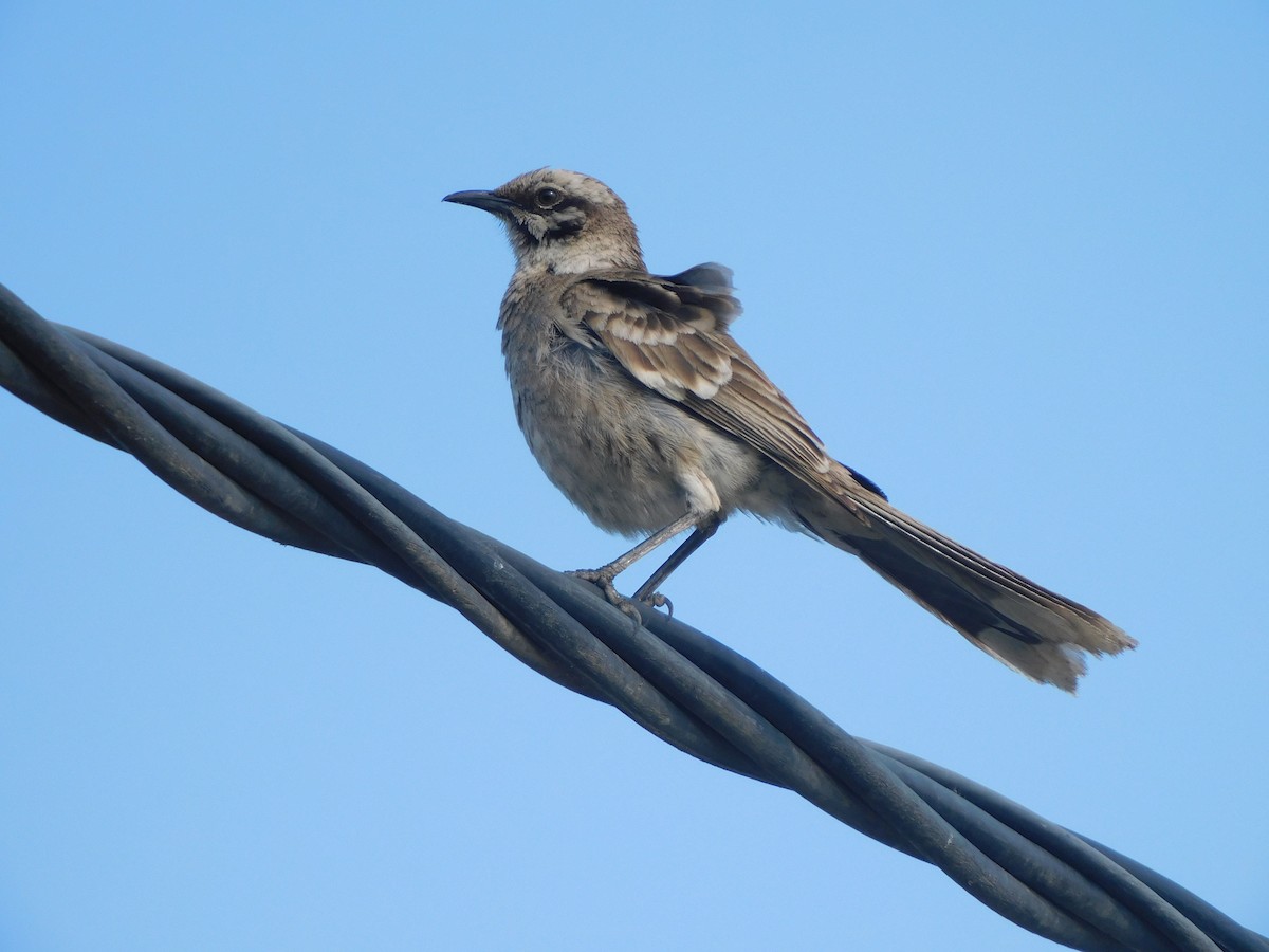 Long-tailed Mockingbird - ML620629312