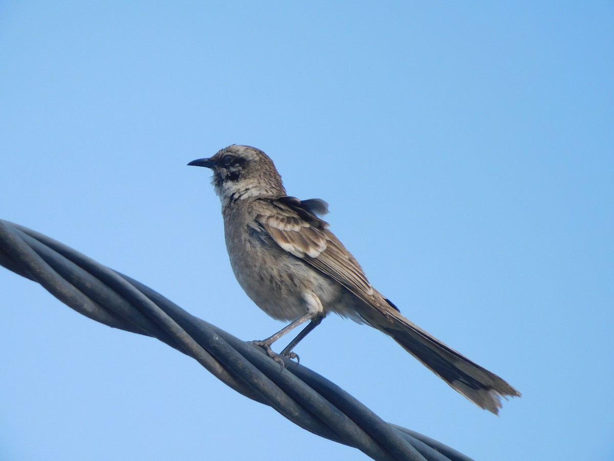 Long-tailed Mockingbird - ML620629314