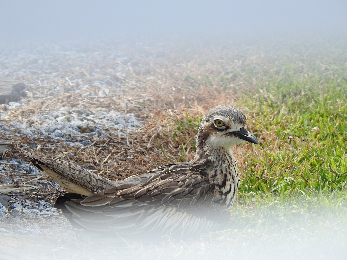 Bush Thick-knee - ML620629316