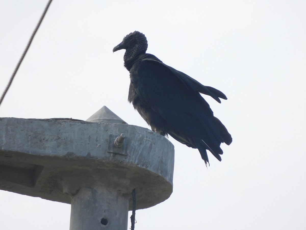 Black Vulture - ML620629318