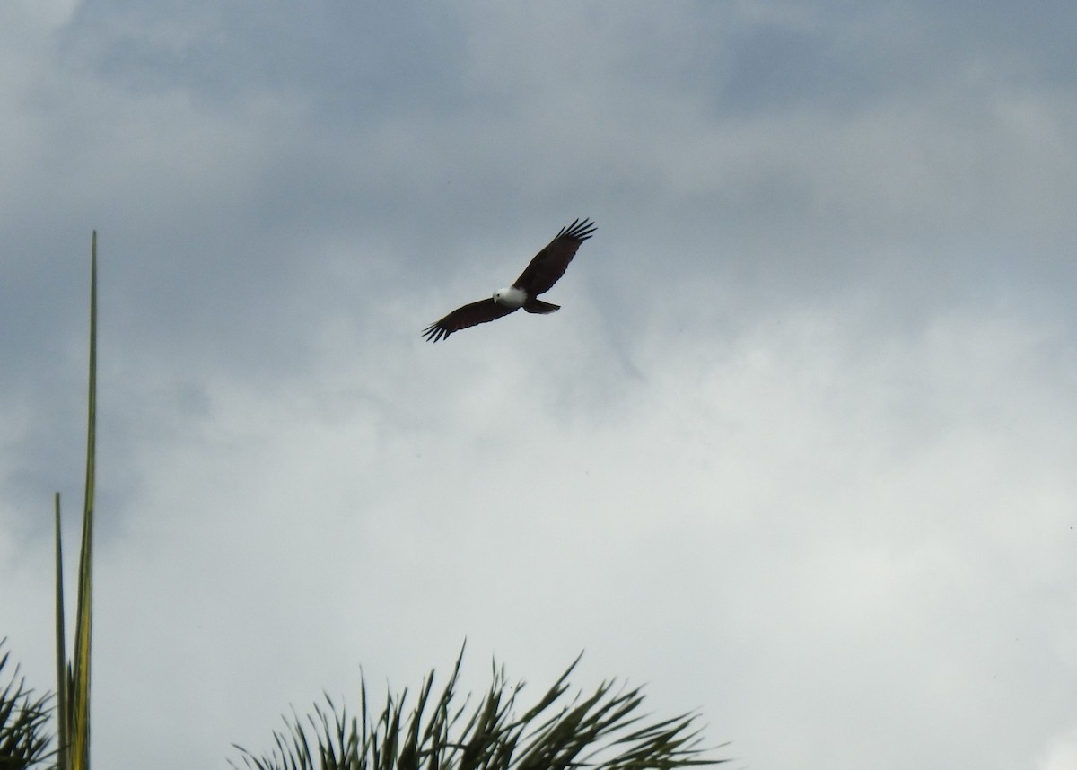 Brahminy Kite - ML620629319