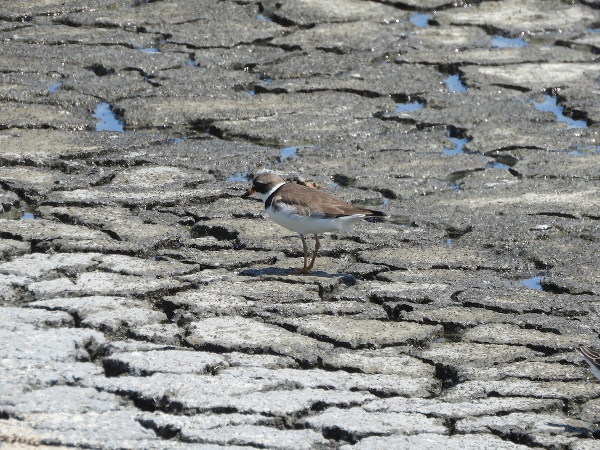 Semipalmated Plover - ML620629321