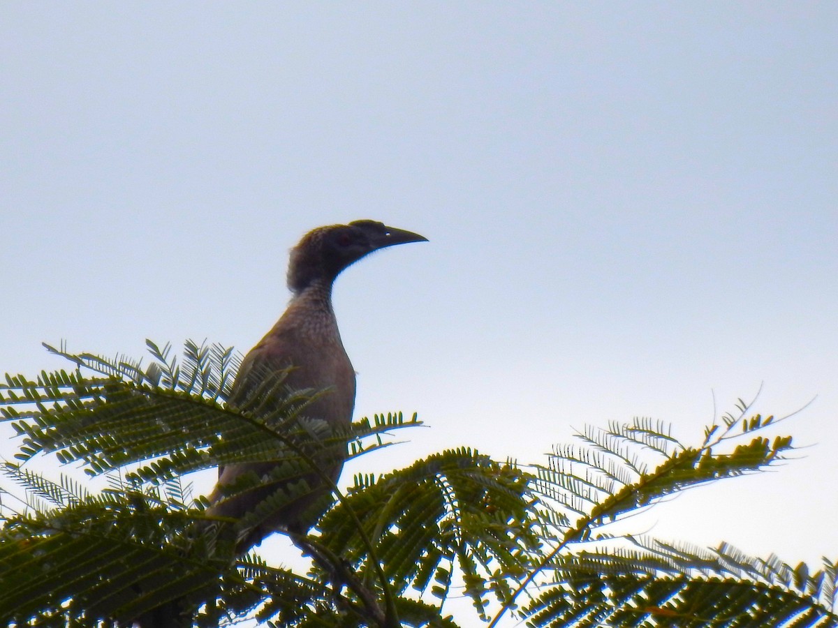 Helmeted Friarbird - ML620629323