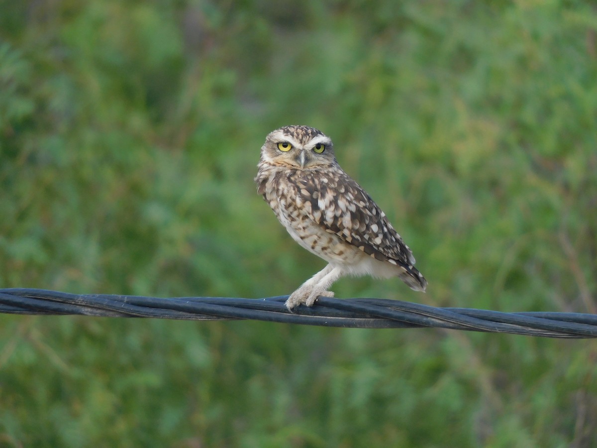 Burrowing Owl - ML620629324