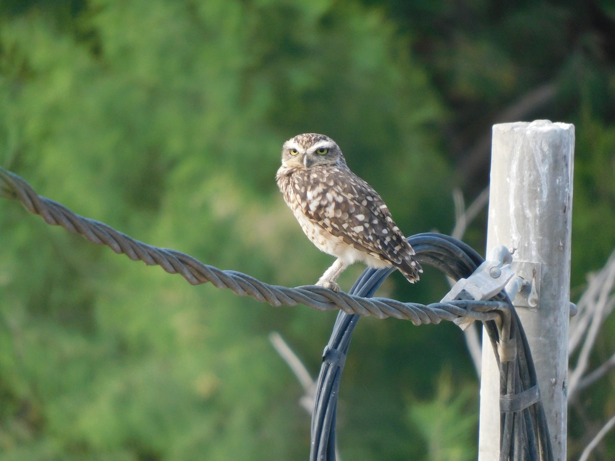 Burrowing Owl - ML620629325