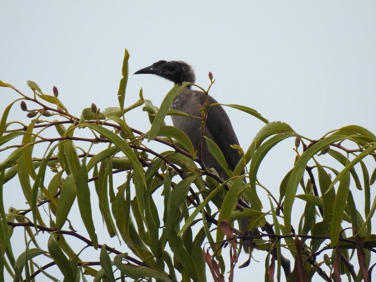 Helmeted Friarbird - ML620629326