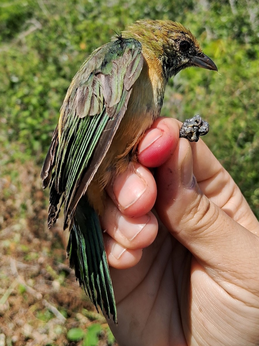 Burnished-buff Tanager - ML620629328