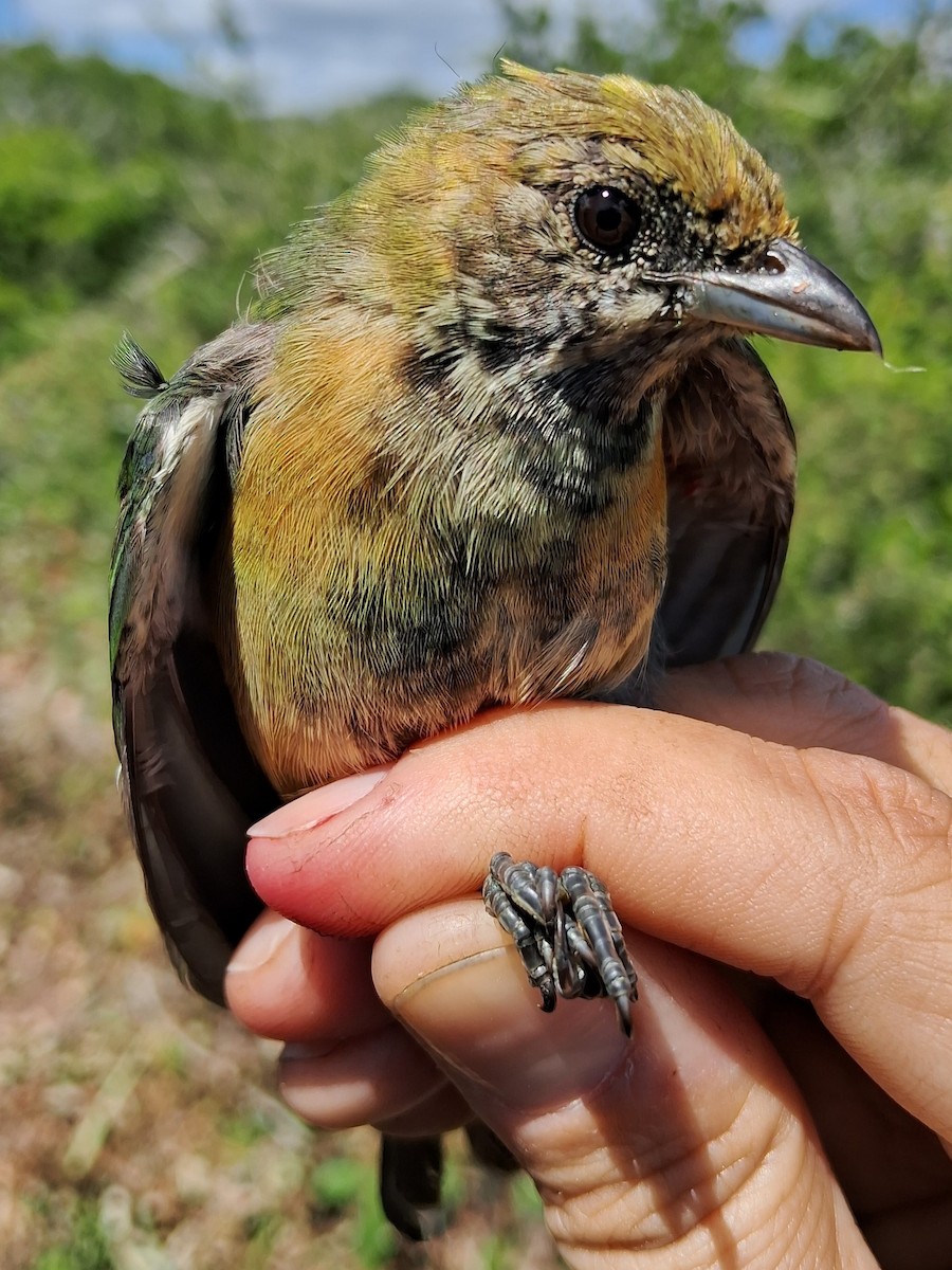 Burnished-buff Tanager - ML620629329