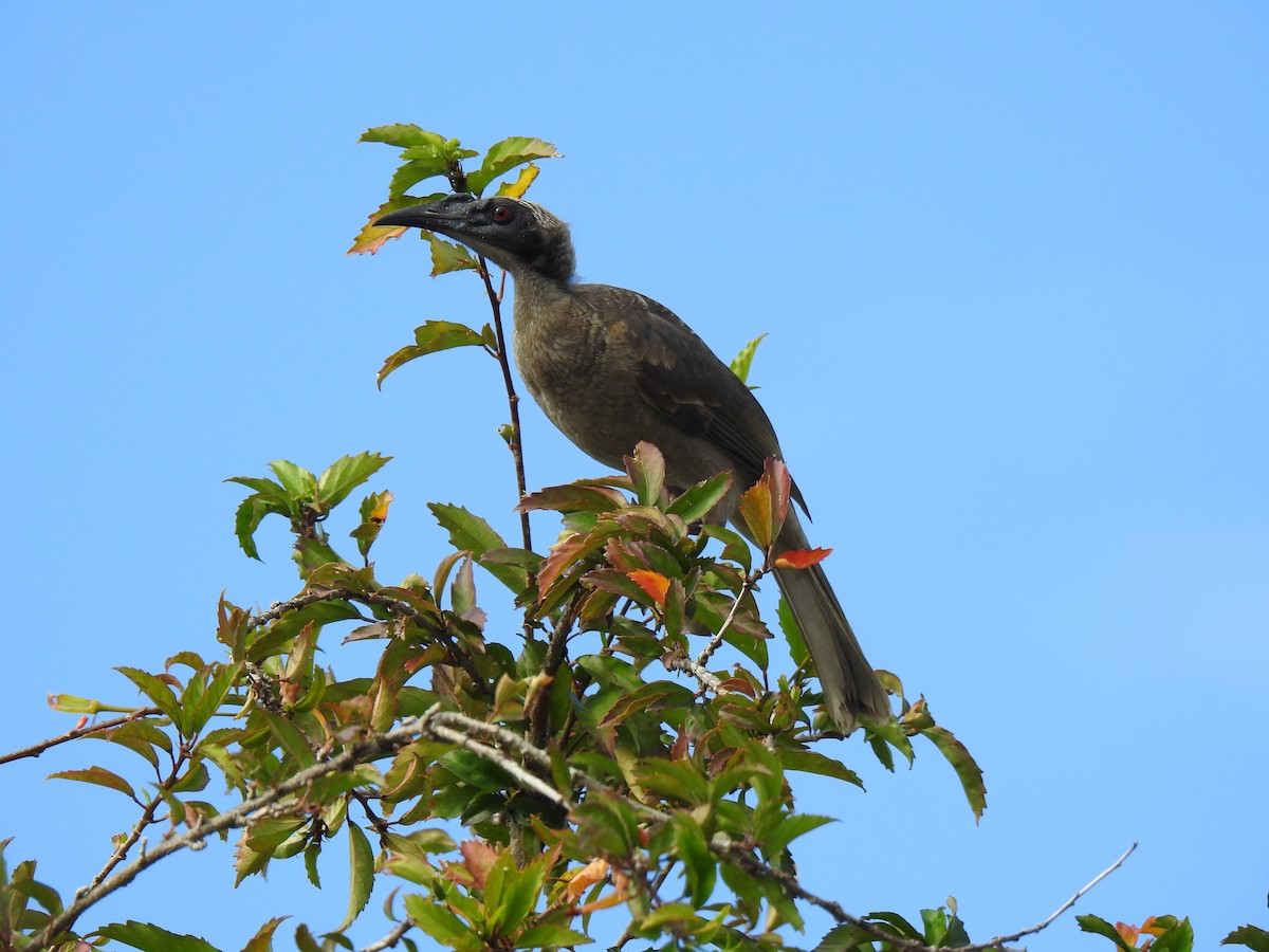 Helmeted Friarbird - ML620629330