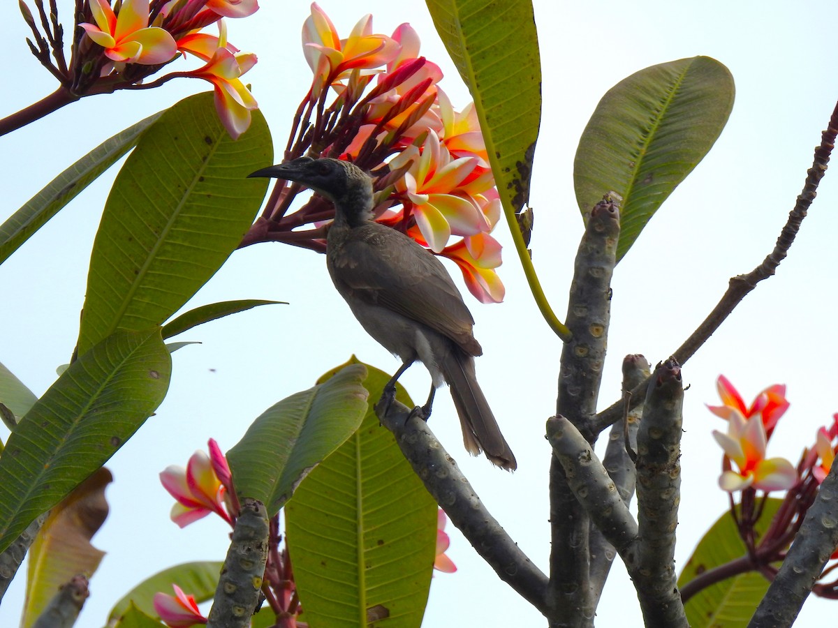 Helmeted Friarbird - ML620629331