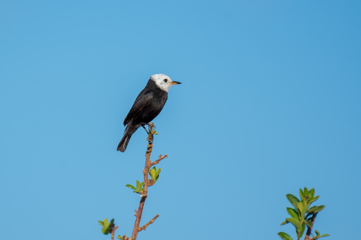 White-headed Marsh Tyrant - ML620629334