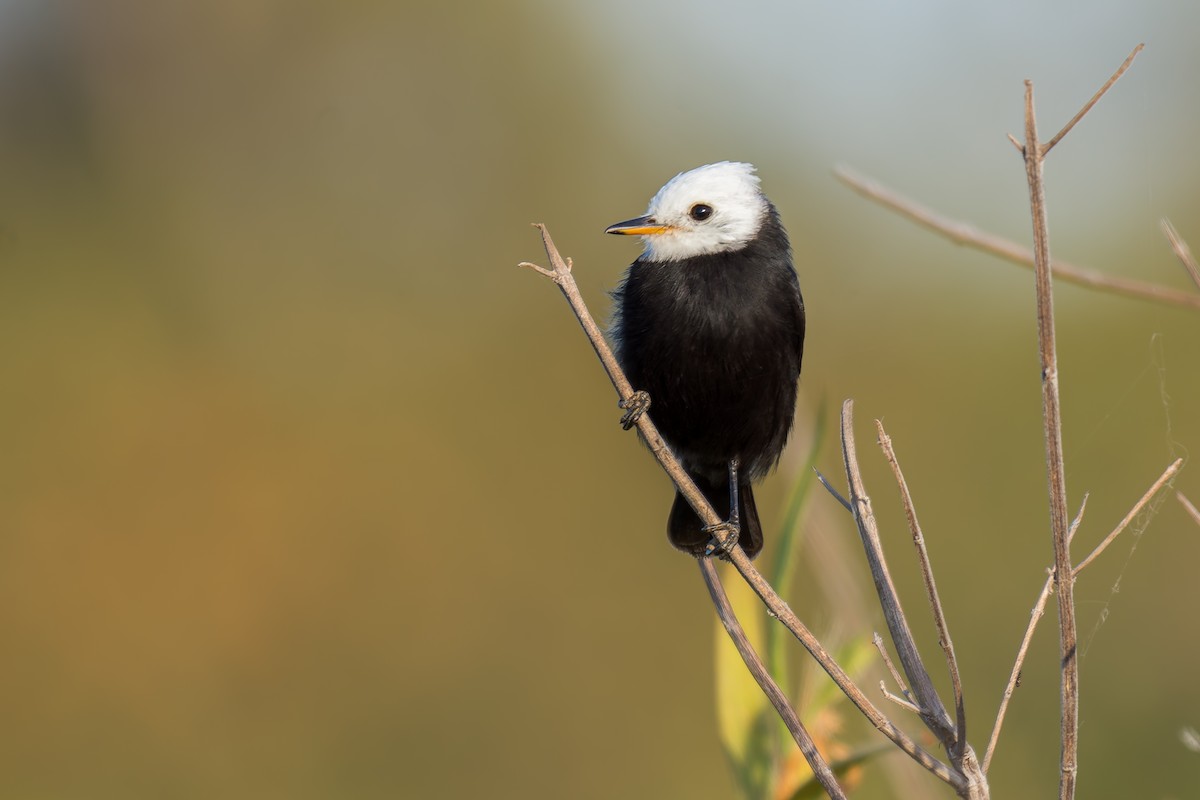 White-headed Marsh Tyrant - ML620629335