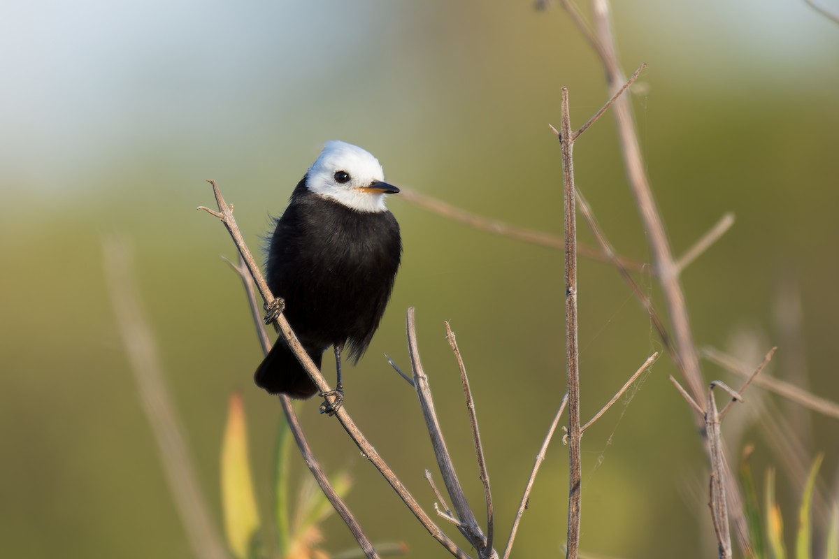 White-headed Marsh Tyrant - ML620629337