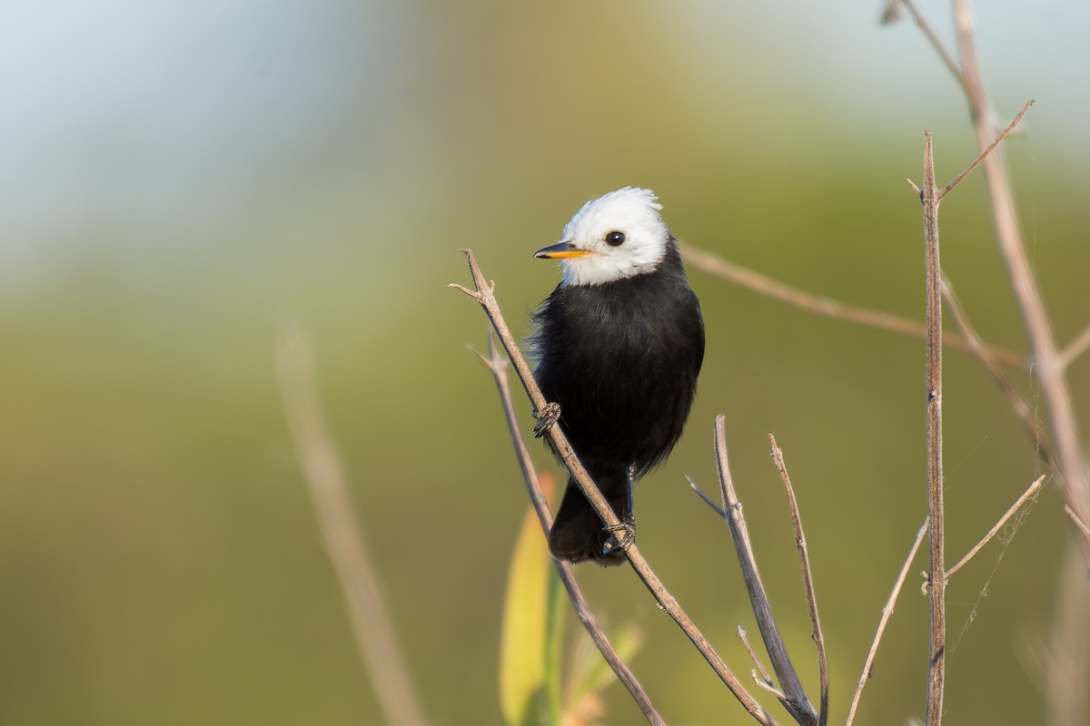 White-headed Marsh Tyrant - ML620629338