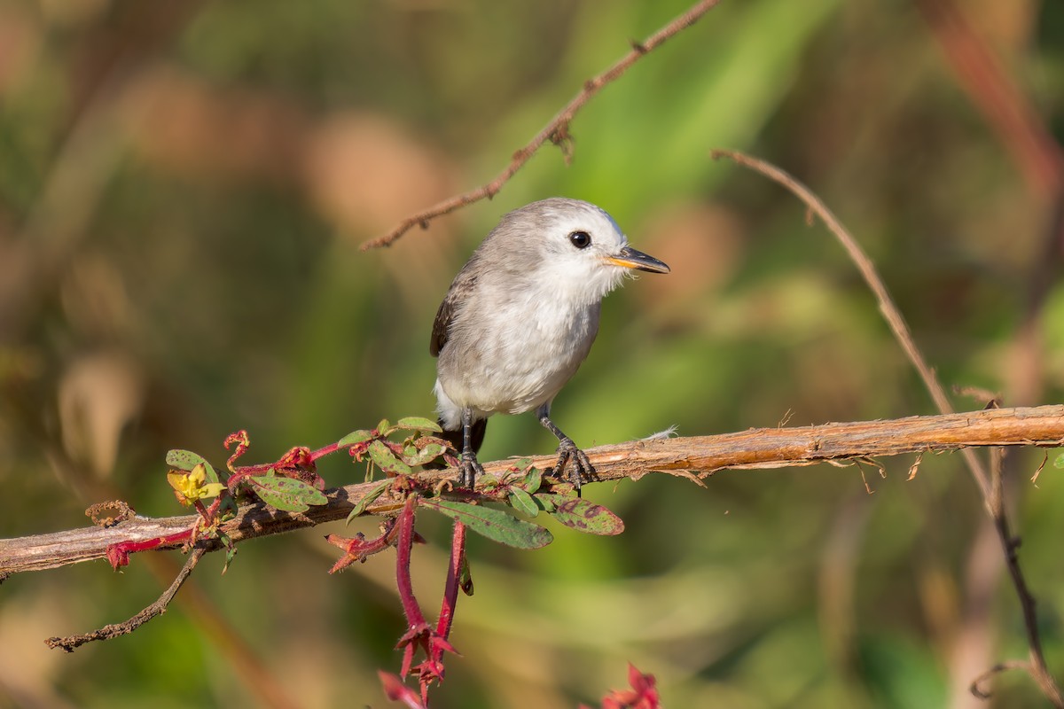 White-headed Marsh Tyrant - ML620629340