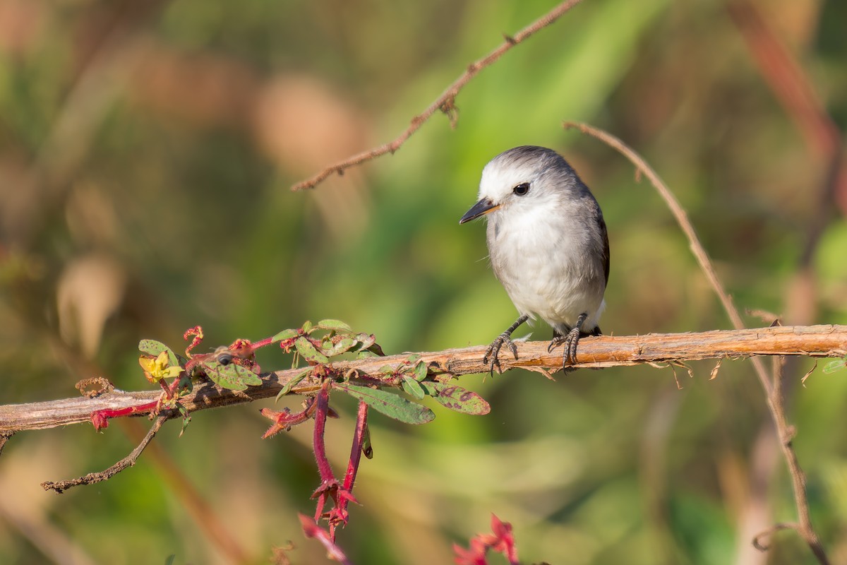 White-headed Marsh Tyrant - ML620629342