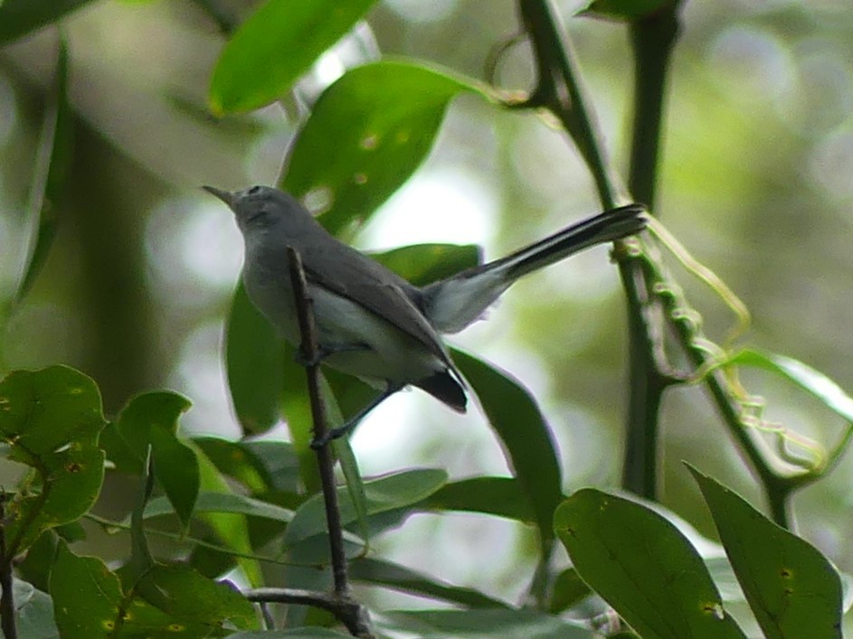 Blue-gray Gnatcatcher - ML620629345