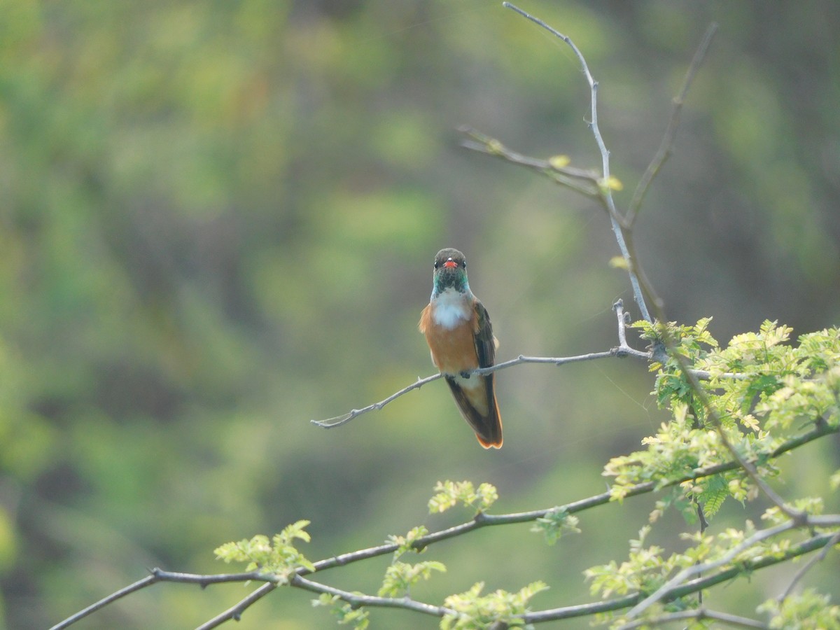 Amazilia Hummingbird - ML620629346