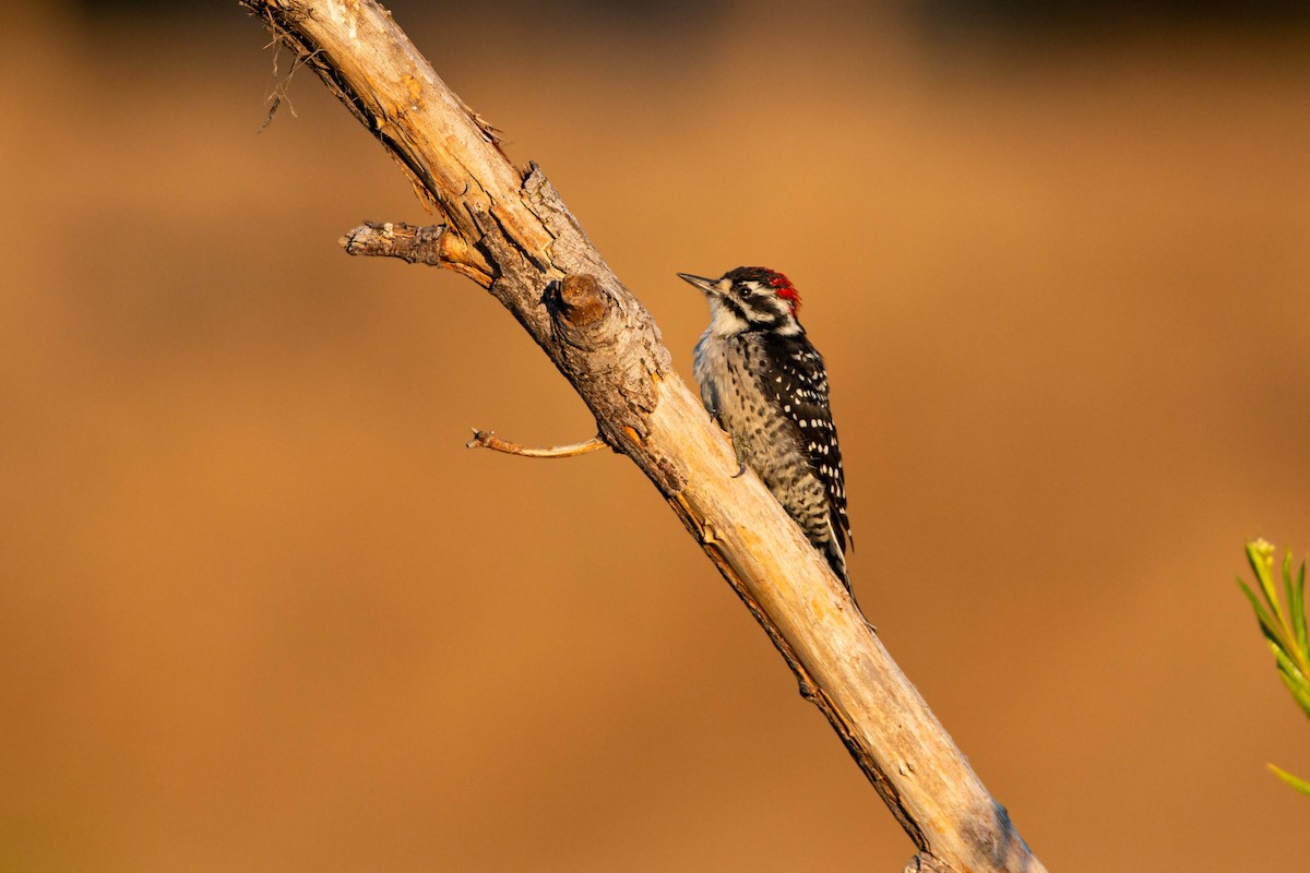 Nuttall's Woodpecker - ML620629351