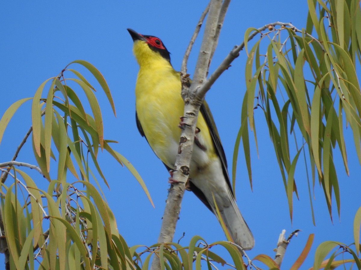 Australasian Figbird - ML620629352