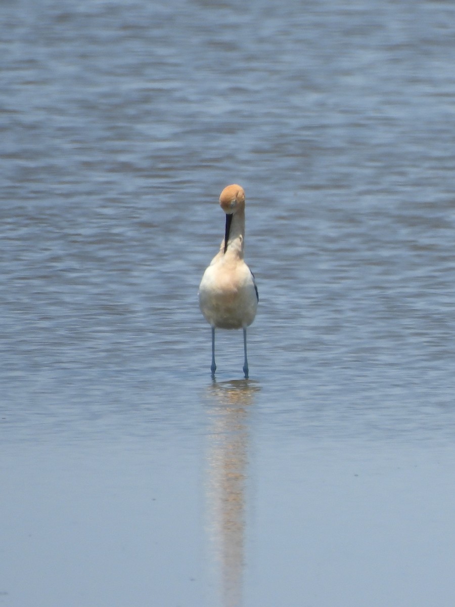 American Avocet - Tracee Fugate