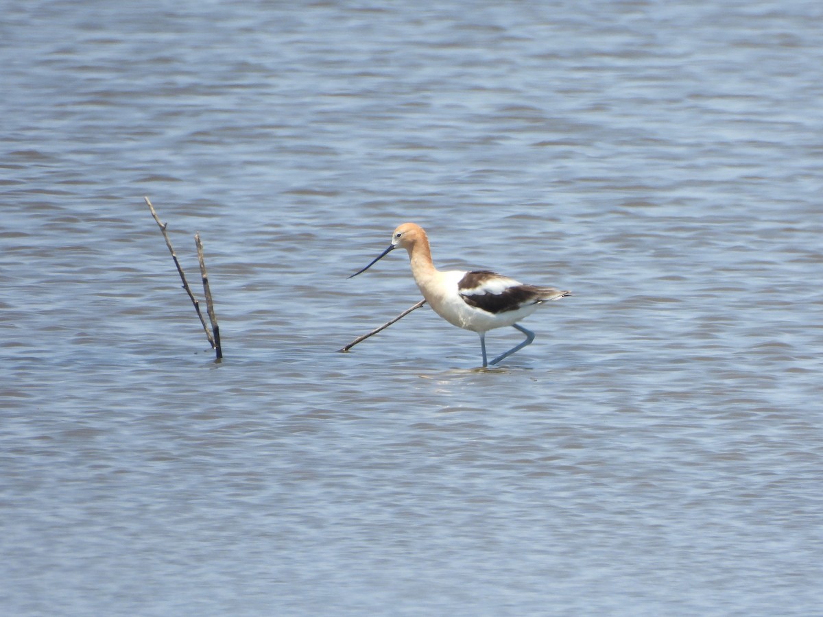 Avoceta Americana - ML620629354