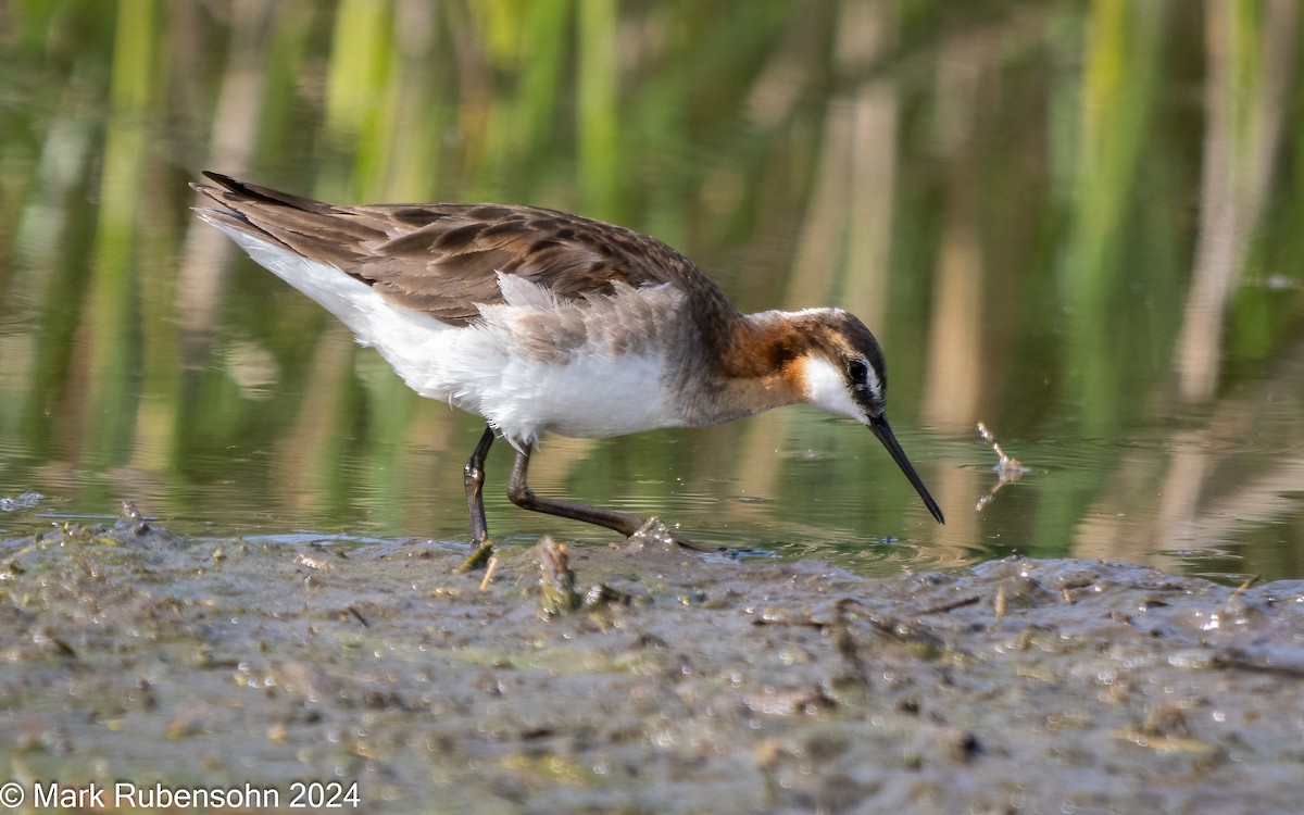 Wilson's Phalarope - ML620629356