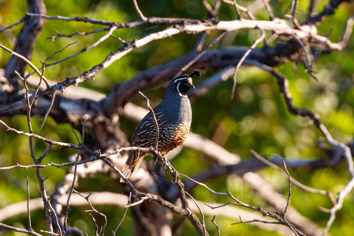 California Quail - ML620629357