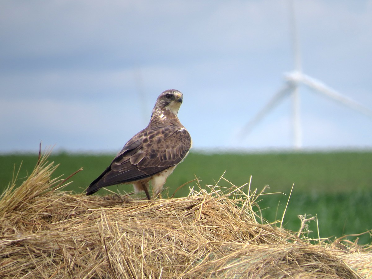 Swainson's Hawk - ML620629358