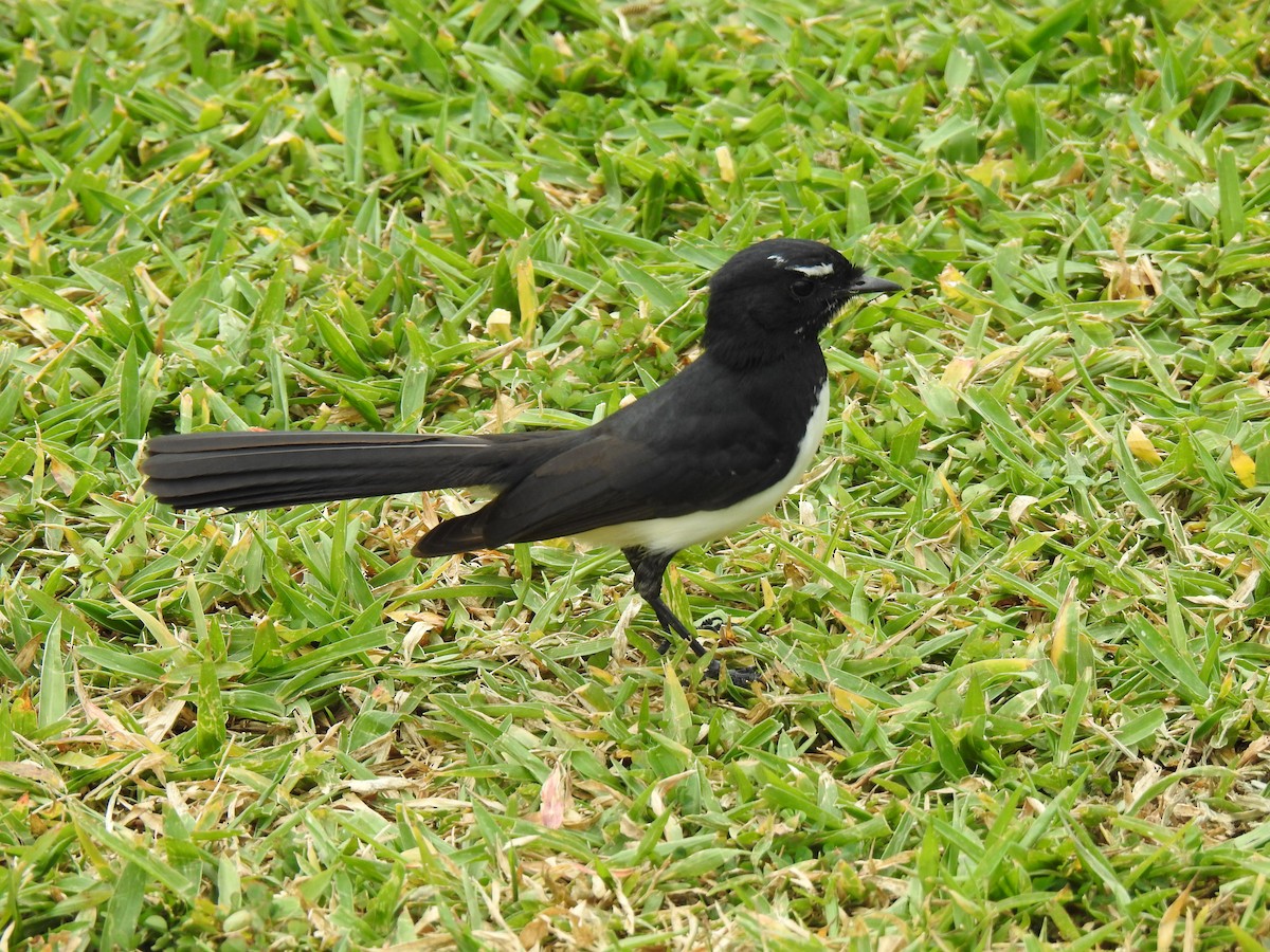 Willie-wagtail - ML620629359