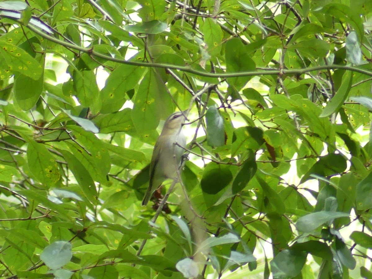 Red-eyed Vireo - ML620629363