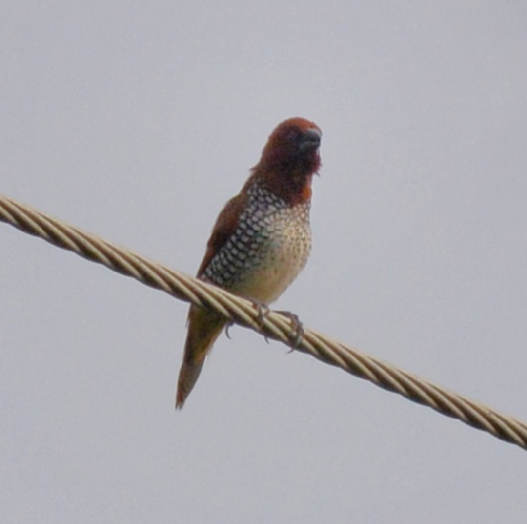 Scaly-breasted Munia - ML620629365