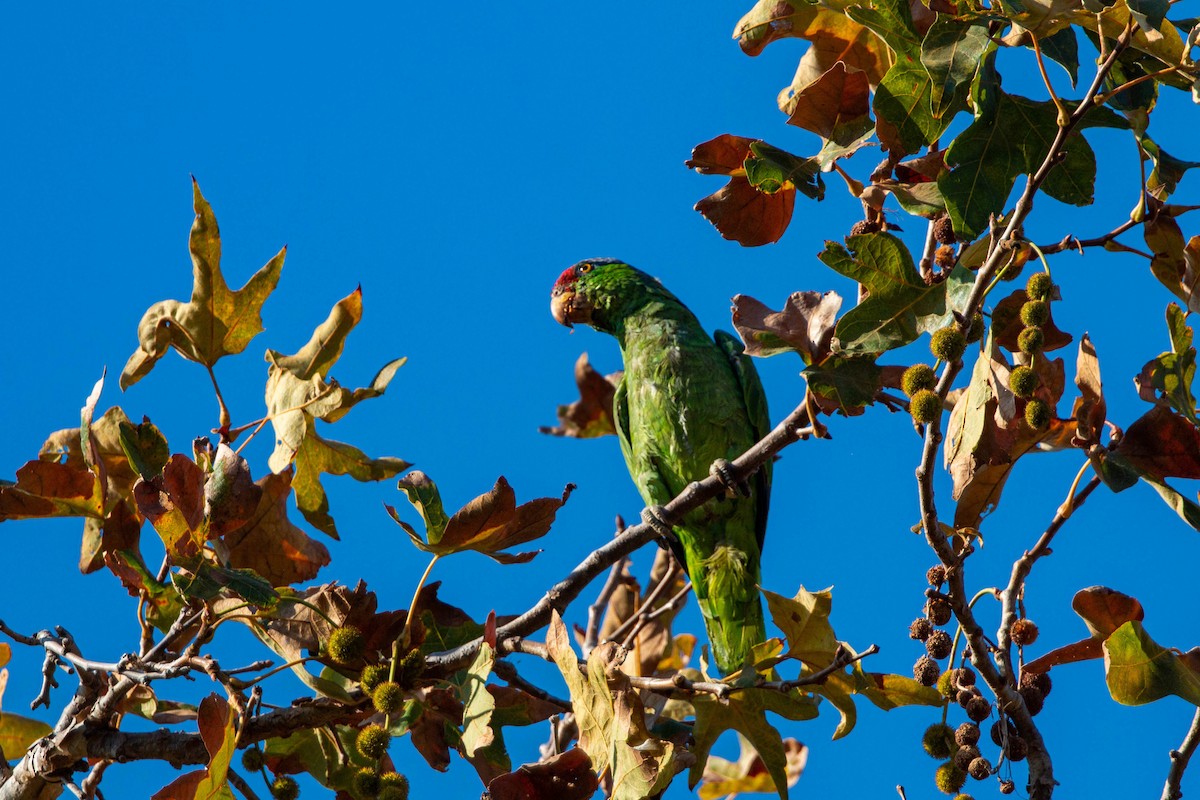 Lilac-crowned Parrot - ML620629366