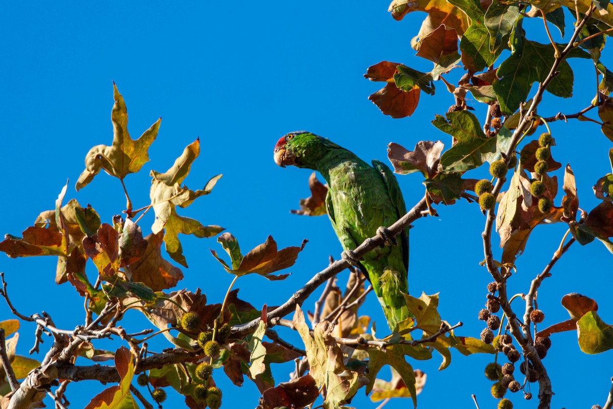 フジイロボウシインコ - ML620629371