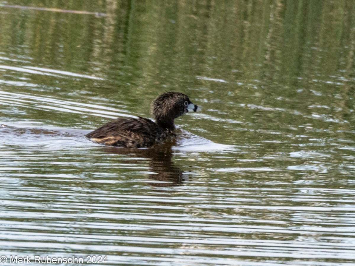 Pied-billed Grebe - ML620629372