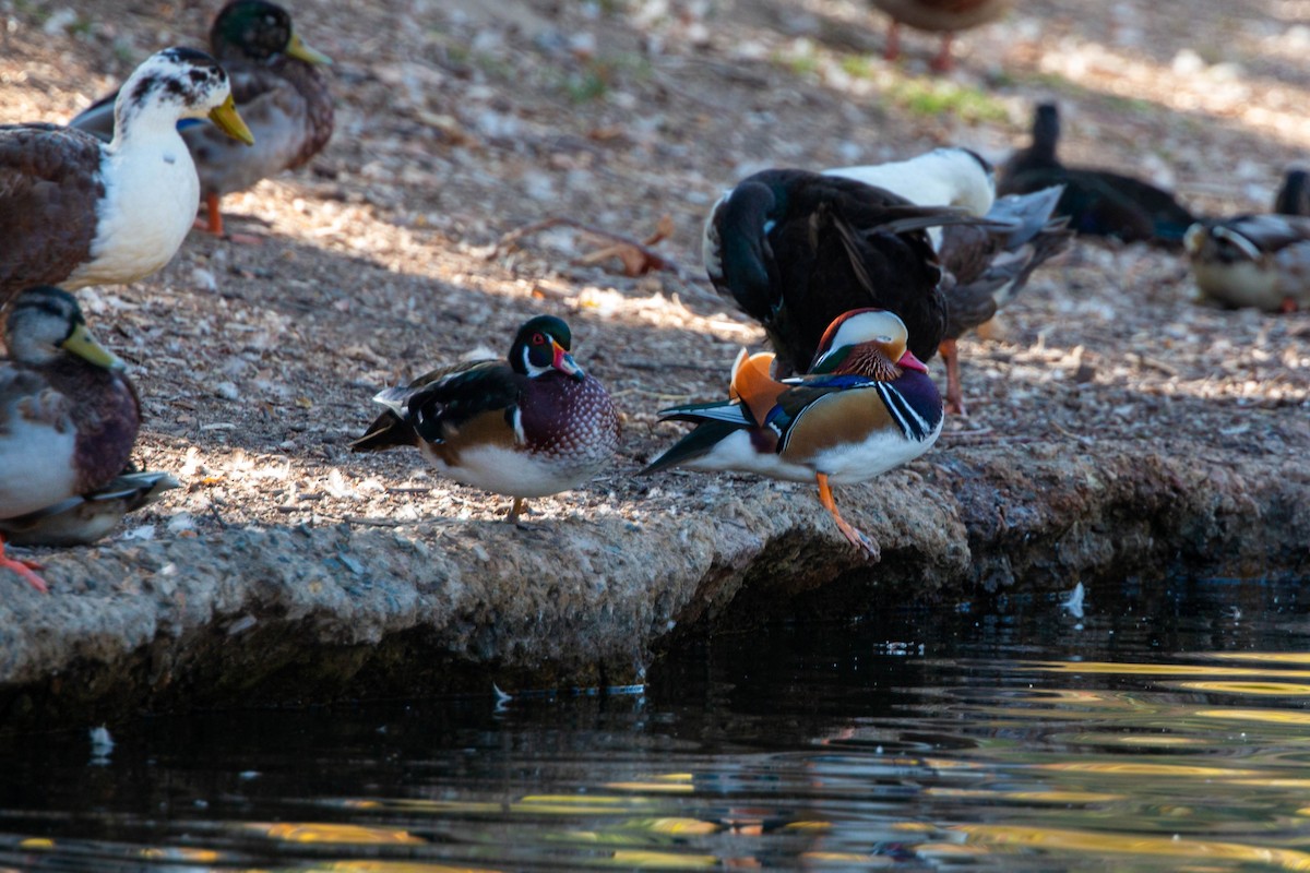 Wood Duck - ML620629373