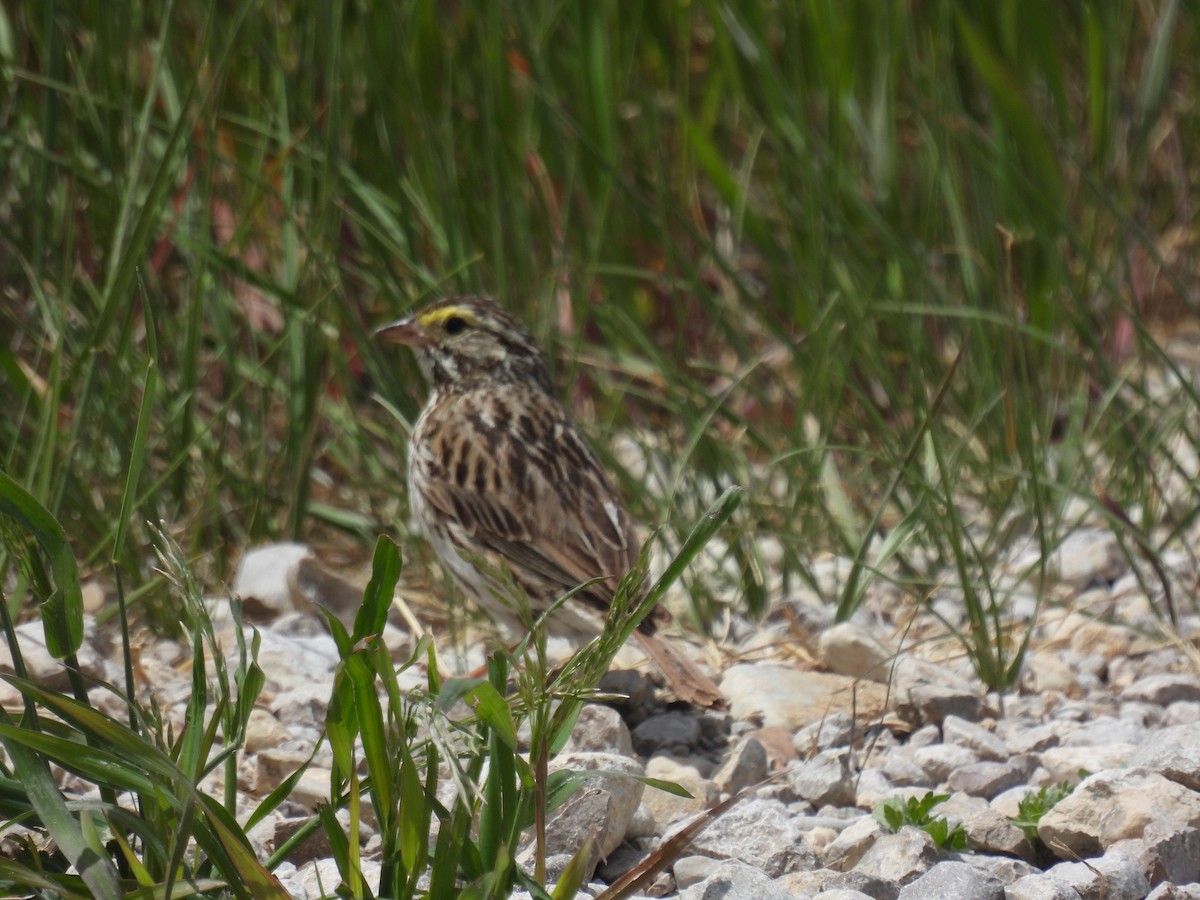 Savannah Sparrow - ML620629377