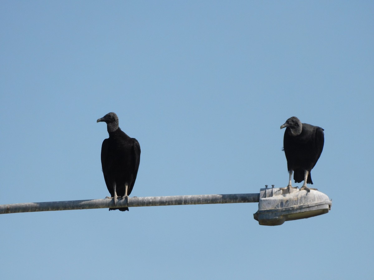 Black Vulture - ML620629382