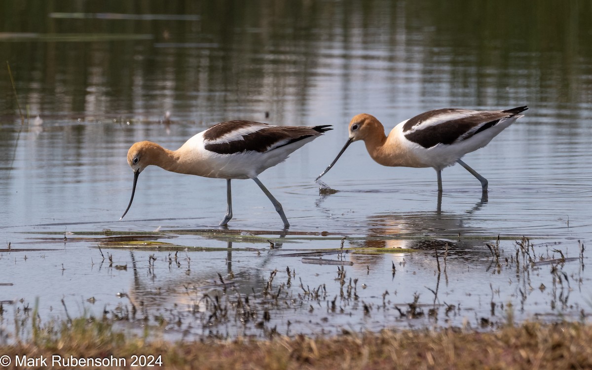 Avocette d'Amérique - ML620629383