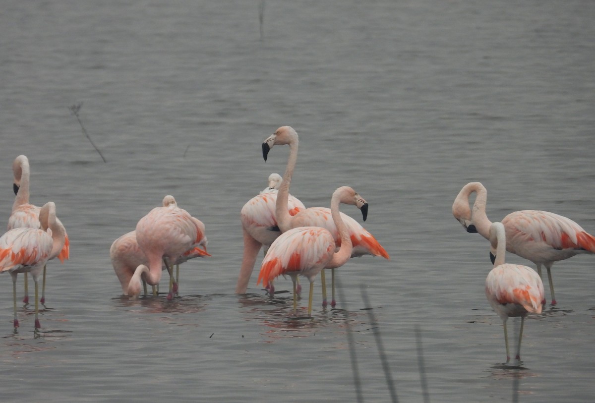 Chilean Flamingo - ML620629384