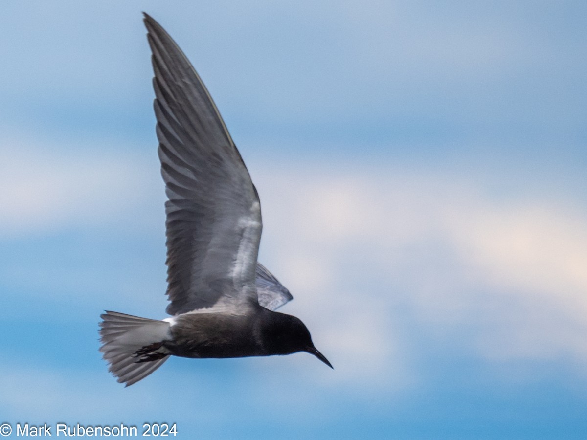 Black Tern - ML620629391