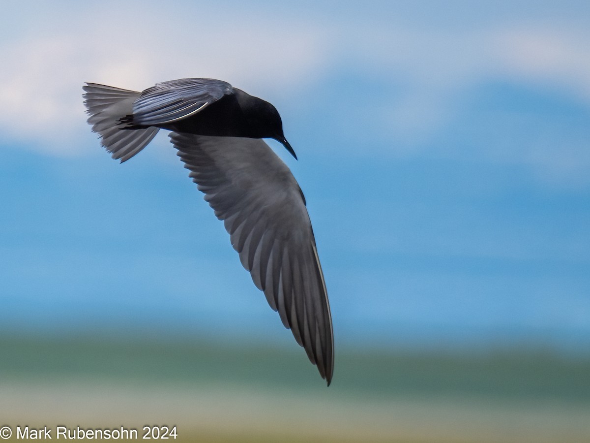 Black Tern - ML620629392