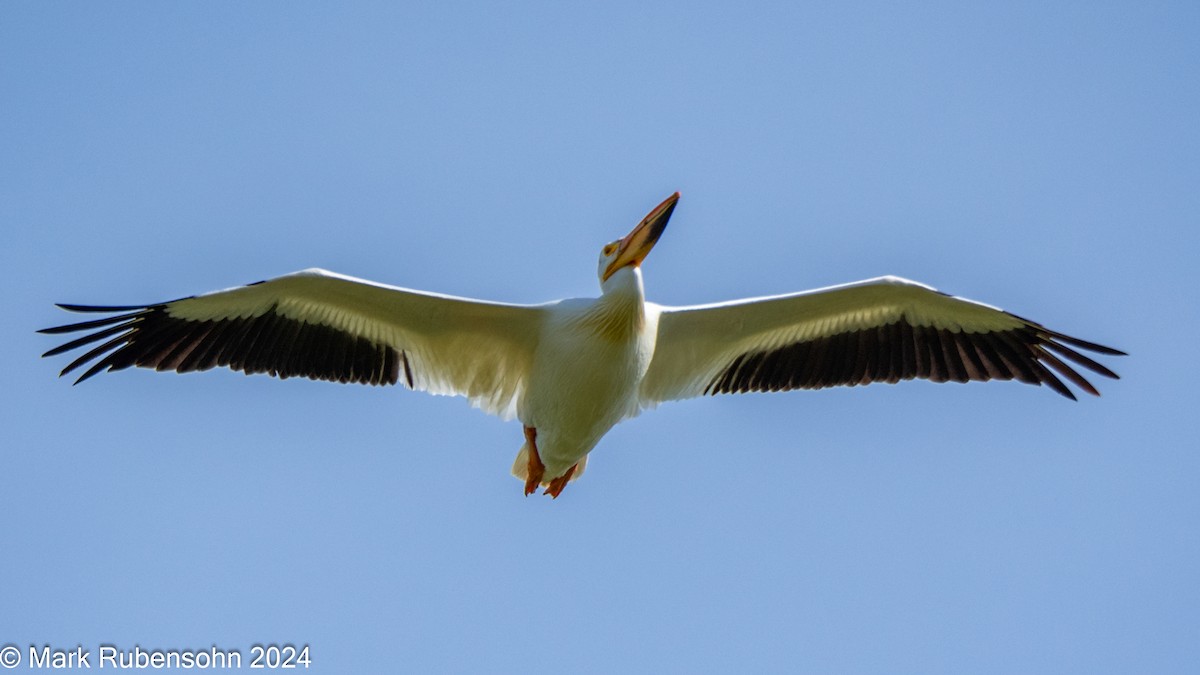 American White Pelican - ML620629396