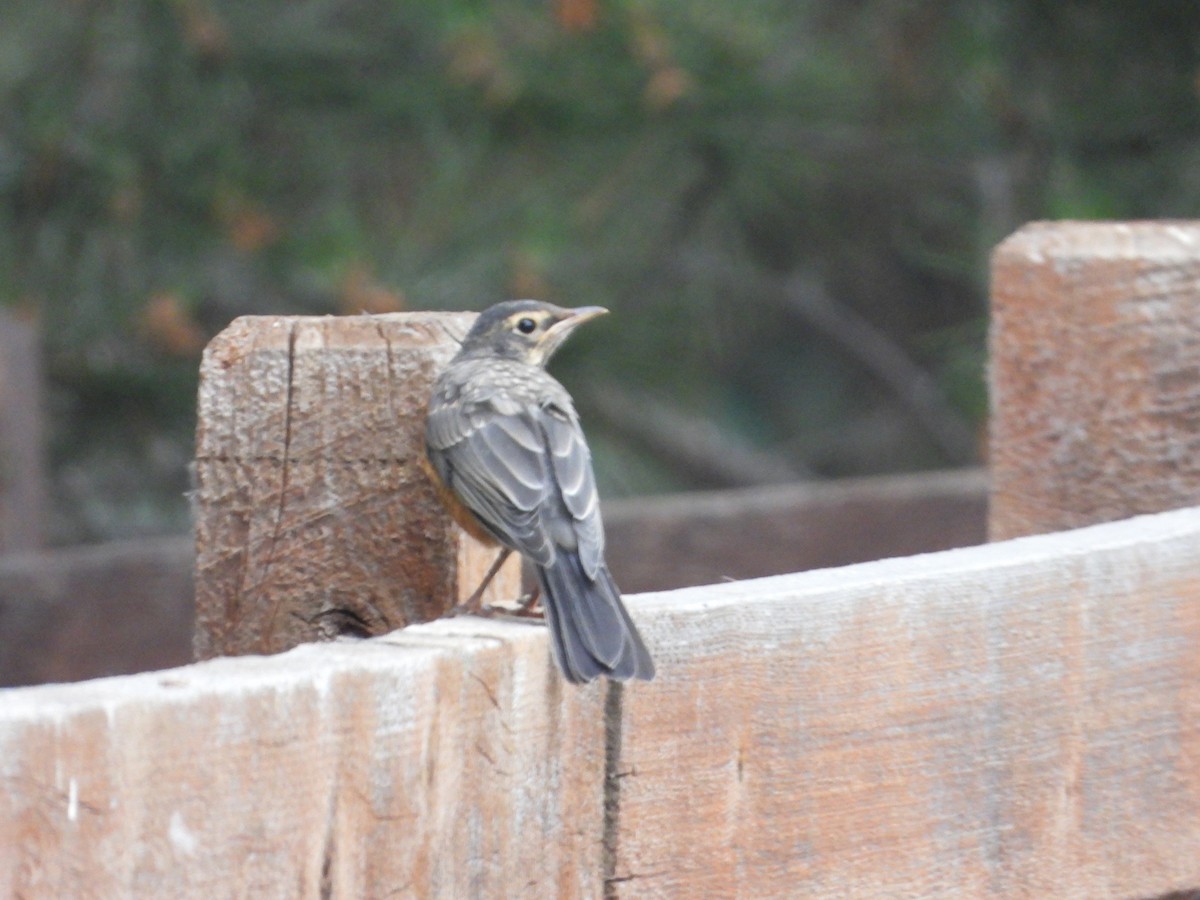 American Robin - ML620629397