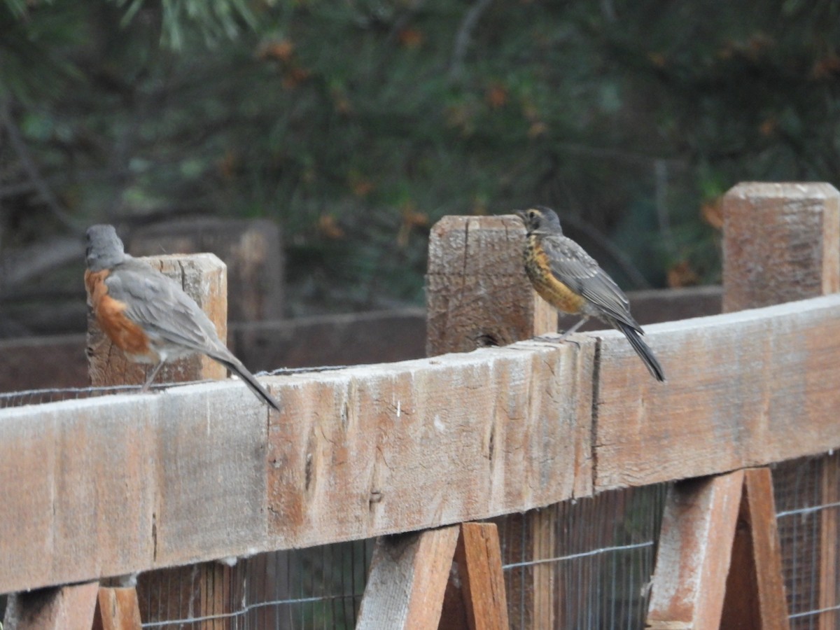 American Robin - ML620629398