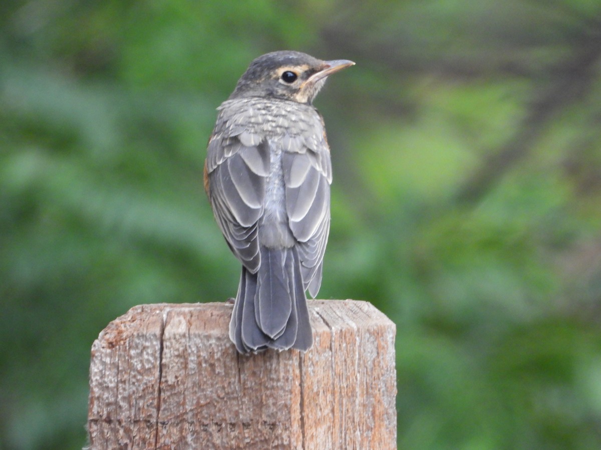 American Robin - ML620629399